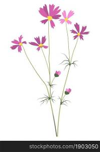 Pink flower in blossom, isolated flora with petals and tender flourishing. Daisy or Bergenia, seasonal blooming, spring or summer. Countryside or rural area plant of meadows. Vector in flat style. Daisy flower in blossom, Bergenia or Cosmos vector