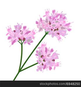 Pink flowers. Close up.. Pink flowers. Close up. Vector illustration isolated