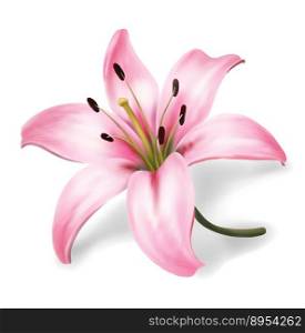 Pink lily flower isolated on white background vector image