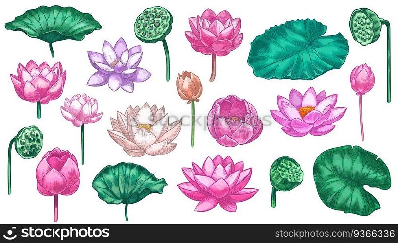 Pink lotus. Water lily flowers pink lotus and green leaves, beautiful bloom plant botanical garden, tropical floral element color vector set. Illustration lotus blossom flower, floral petal oriental. Pink lotus. Water lily flowers pink lotus and green leaves, beautiful bloom plant botanical garden, tropical floral element color vector set