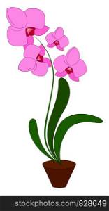 Pink orchid flower, illustration, vector on white background.