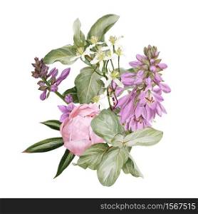 Pink peonies, hosta flowers, clematis and siverberry branch, hand drawn vector watercolor illustration