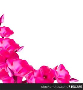 Pink Phlox Flowers Vector Illustration EPS10. Pink Phlox Flowers Vector Illustration