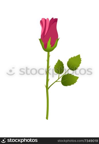 Pink rose flower closed bud in blossom, green leaves on long stem vector illustration in realistic design isolated decorative floral element on white. Pink Rose Flower Closed Bud Bossom Green Leaves