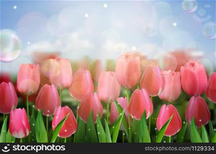 Pink tulips flowers in the garden