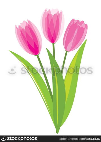 Pink tulips isolated on white background. Vector illustration.