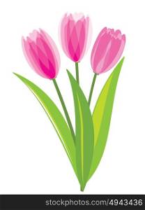 Pink tulips isolated on white background. Vector illustration.
