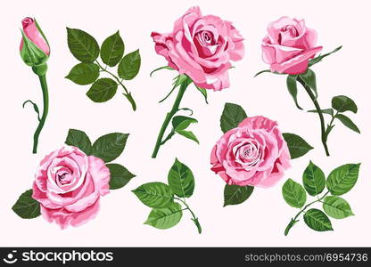 Pink vector roses and green leave elements set isolated on the white background for floral decoration