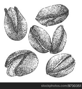 pistachio nut set hand drawn. ingredient food, organic roasted, healthy shell pistachio nut vector sketch. isolated black illustration. pistachio nut set sketch hand drawn vector