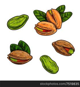 Pistachios. Isolated whole and split pistachio nuts and kernels. Vector sketch pistachio element for product label, packaging sticker, grocery shop tag, farm store. Pistachios isolated vector icon