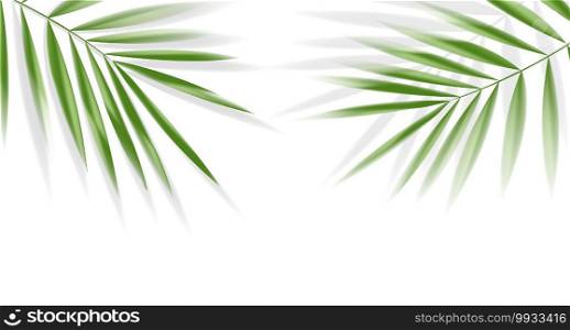 Plam leaves on white background with clipping path for tropical leaf design element.vector illustration design