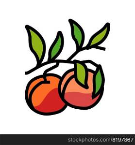 plant branch nectarine color icon vector. plant branch nectarine sign. isolated symbol illustration. plant branch nectarine color icon vector illustration