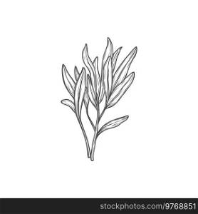 Plant branch with leaves, sprout grow, vector flower or tree seedling. Organic biological floral object, design element isolated on white background.. Plant branch with leaves vector seedling or sprout