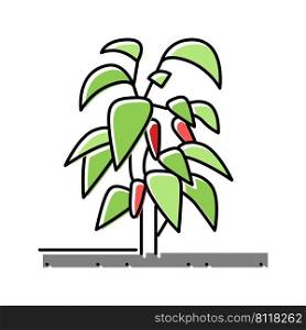 plant chili pepper color icon vector. plant chili pepper sign. isolated symbol illustration. plant chili pepper color icon vector illustration
