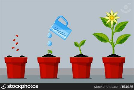 Plant growing stages. Timeline infographic of planting tree process. Green plant flower, graphic gardening seedling plant. Vector illustration. Plant growing stages. Timeline infographic of planting tree process