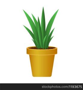 Plant in pot isolated on white background. Plant in pot isolated on white