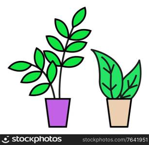 Plant in pot, isolated set of leafy botanical decoration for home or office. Decorative flowers for interior improvement. Domestic houseplants design in containers with soil. Vector in flat style. House Plant in Pots, Green Foliage, Decor for Home
