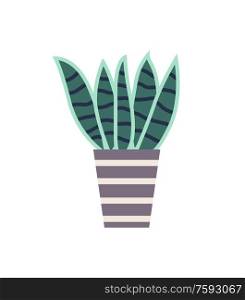 Plant of special type sansevieria vector, isolated haworthia in flowerpot with stripes, home decoration, interior making botany. Foliage long leaves. Haworthia Sansevieria Plant in Flowerpot Isolated