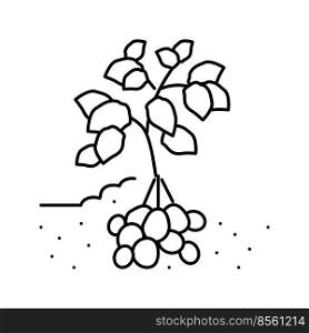 plant potato vegetable line icon vector. plant potato vegetable sign. isolated contour symbol black illustration. plant potato vegetable line icon vector illustration