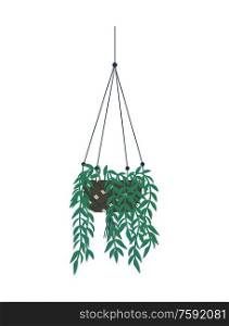 Plant potted in pot hanging on hook vector, isolated icon of houseplant, growing in small container with soil. Flowerpot with botanical wavy branches. Houseplant Growing in Pot, Hanging Plant Lianas