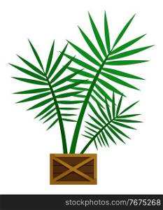 Plant, sapling with big green leaves in pot. Palm that grown indoor in potting soil. Isolated object for house and office decoration. Vector closeup illustration of potted houseplant in flat style. Plant in Pot with Big Green Leaves, Houseplant