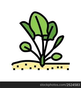 plant spinach growing color icon vector. plant spinach growing sign. isolated symbol illustration. plant spinach growing color icon vector illustration