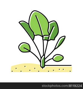 plant spinach growing color icon vector. plant spinach growing sign. isolated symbol illustration. plant spinach growing color icon vector illustration