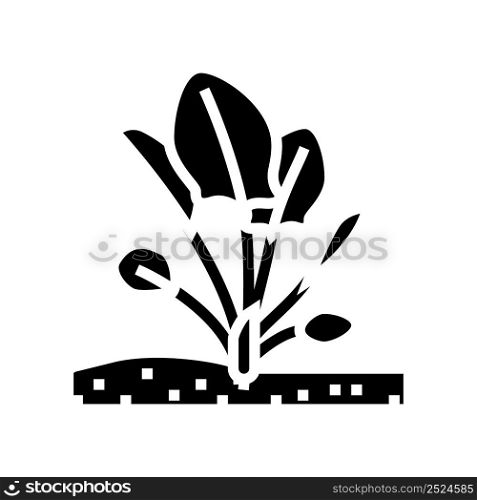 plant spinach growing glyph icon vector. plant spinach growing sign. isolated contour symbol black illustration. plant spinach growing glyph icon vector illustration