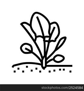 plant spinach growing line icon vector. plant spinach growing sign. isolated contour symbol black illustration. plant spinach growing line icon vector illustration