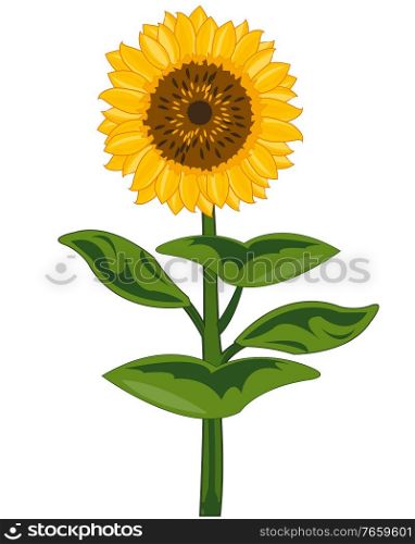 Plant sunflower on white background is insulated. Useful garden plant flowering sunflower with seeds