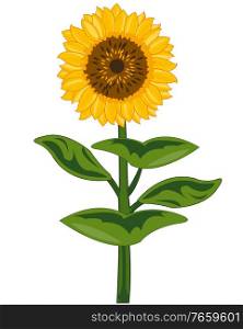 Plant sunflower on white background is insulated. Useful garden plant flowering sunflower with seeds