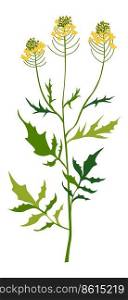 Plant used for making wasabi and hot sauces, isolated sisymbrium altissimum wildflower with slender stem and lush foliage and leafage. Garden natural and organic composition. Vector in flat style. Sisymbrium altissimum wildflower in blossom vector