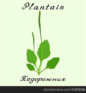 Plantain. Vector drawing and hand-lettering. English and Russian texts. Natural cosmetic. Medicinal plant. Print - decoration - image - design - label - wrapping. Plantain. Vector drawing and hand-lettering