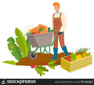 Plantation of carrots and beetroots vector, harvesting man with carriage. Wooden box with pepper and cabbage, pumpkins in metal cart pushed by male. Harvesting Man with Carriage, Carrots Plantation
