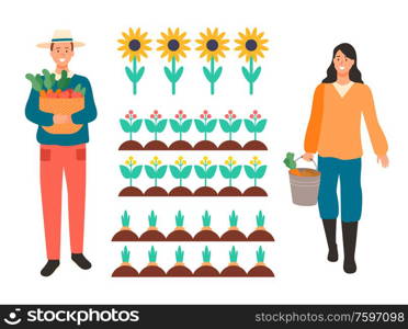 Plantation of sunflowers vector, farming people with bucket and basket gathering harvest, carrots and plants, flowering flowers planted in rows, man woman. Woman and Man Working on Field, Sunflowers Plants