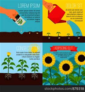 Planting process vector illustration. Planting and watering, growing sunflowers pictures with text. Planting process, growing sunflowers illustrations