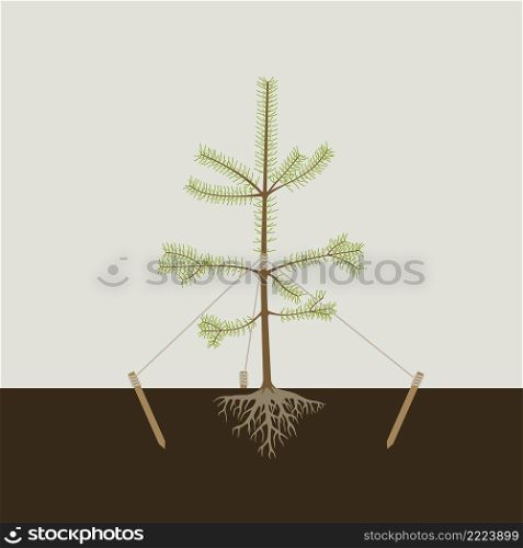 Planting the pine tree in the ground and tying it to stakes.. Planting the pine tree in the ground