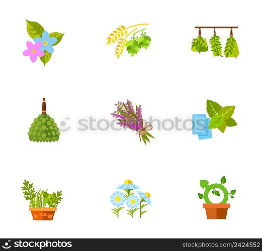 Plants and flowers icon set. Sampaguita Flowers Purple Heather Leaves Herbal Garden in Pot Daisies Contain bonus icons Hops and Malt Birch Broom Brooms in Sauna Libido as Growing Houseplant