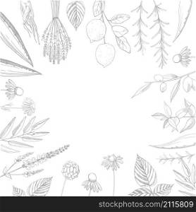 Plants for natural cosmetics. Organic cosmetics background. Vector background. Plants for natural cosmetics. Vector illustration