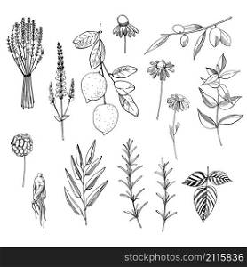 Plants for natural cosmetics. Vector sketch illustration.