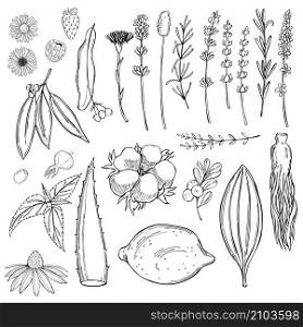 Plants for natural cosmetics. Vector sketch illustration.. Plants for natural cosmetics.