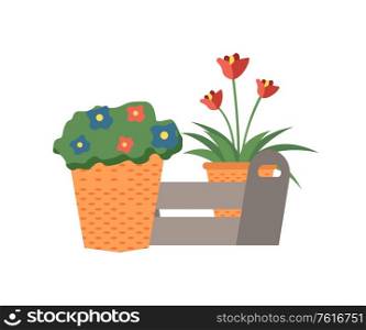 Plants growing in plastic pots vector, isolated flora with blooming for decoration of home, flat style ecological flourishing. Blossom in wooden boxes. Flower Growing in Pot, Box with Flora Decor Vector