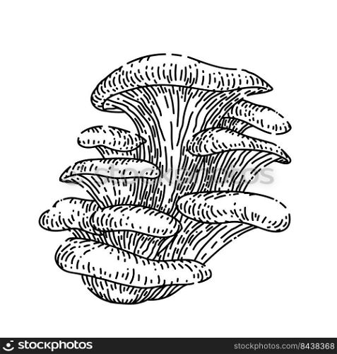 pleurotus mushroom hand drawn vector. autumn group, vegeterian organic food pleurotus mushroom sketch. isolated black illustration. pleurotus mushroom sketch hand drawn vector