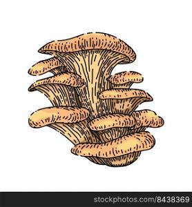 pleurotus mushroom hand drawn vector. autumn group, vegeterian organic food pleurotus mushroom sketch. isolated color illustration. pleurotus mushroom sketch hand drawn vector