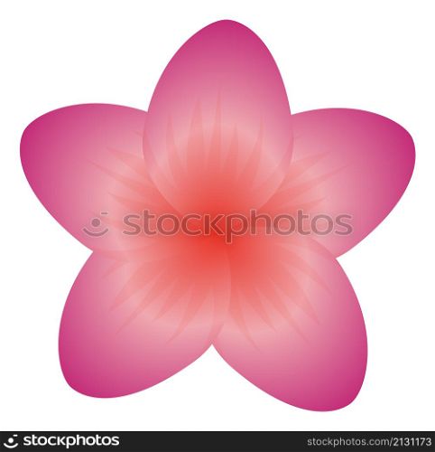 Plumeria flower. Pink blossom from exotic tropical plant isolated on white background. Plumeria flower. Pink blossom from exotic tropical plant