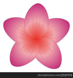 Plumeria flower. Pink blossom from exotic tropical plant isolated on white background. Plumeria flower. Pink blossom from exotic tropical plant