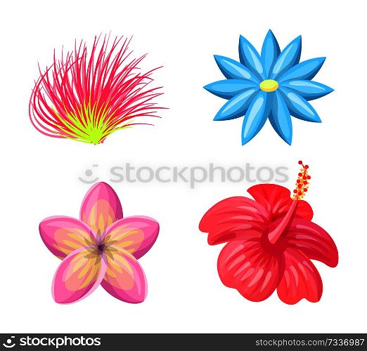 Plumeria flowers tropic collection, blossom with petals of different shape, tropical set plants isolated on vector illustration, pink red and blue buds. Plumeria Flowers Tropic Set Vector Illustration