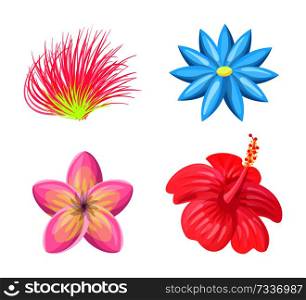 Plumeria flowers tropic collection, blossom with petals of different shape, tropical set plants isolated on vector illustration, pink red and blue buds. Plumeria Flowers Tropic Set Vector Illustration