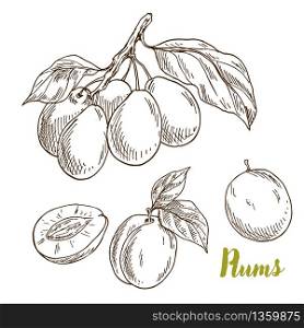 Plums, branch with leaves, hand drawn sketch vector illustration