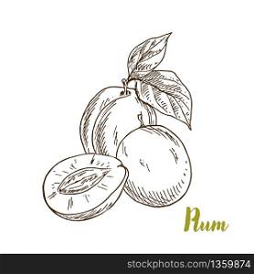 Plums, hand drawn sketch vector illustration